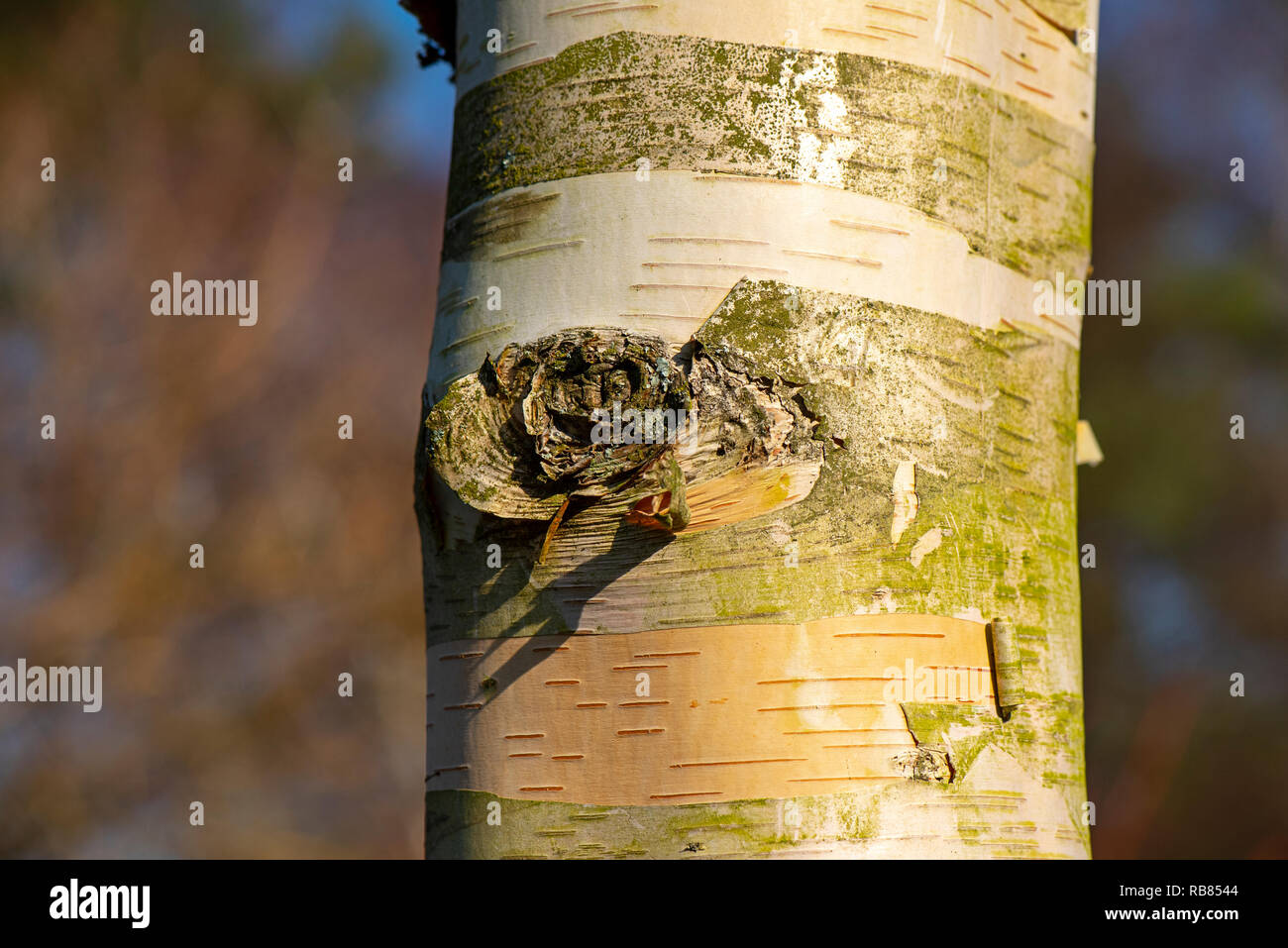 Close-up image of the beautiful Himalayan Birch tree also known as Betula utilis with its stunning white peeling bark Stock Photo