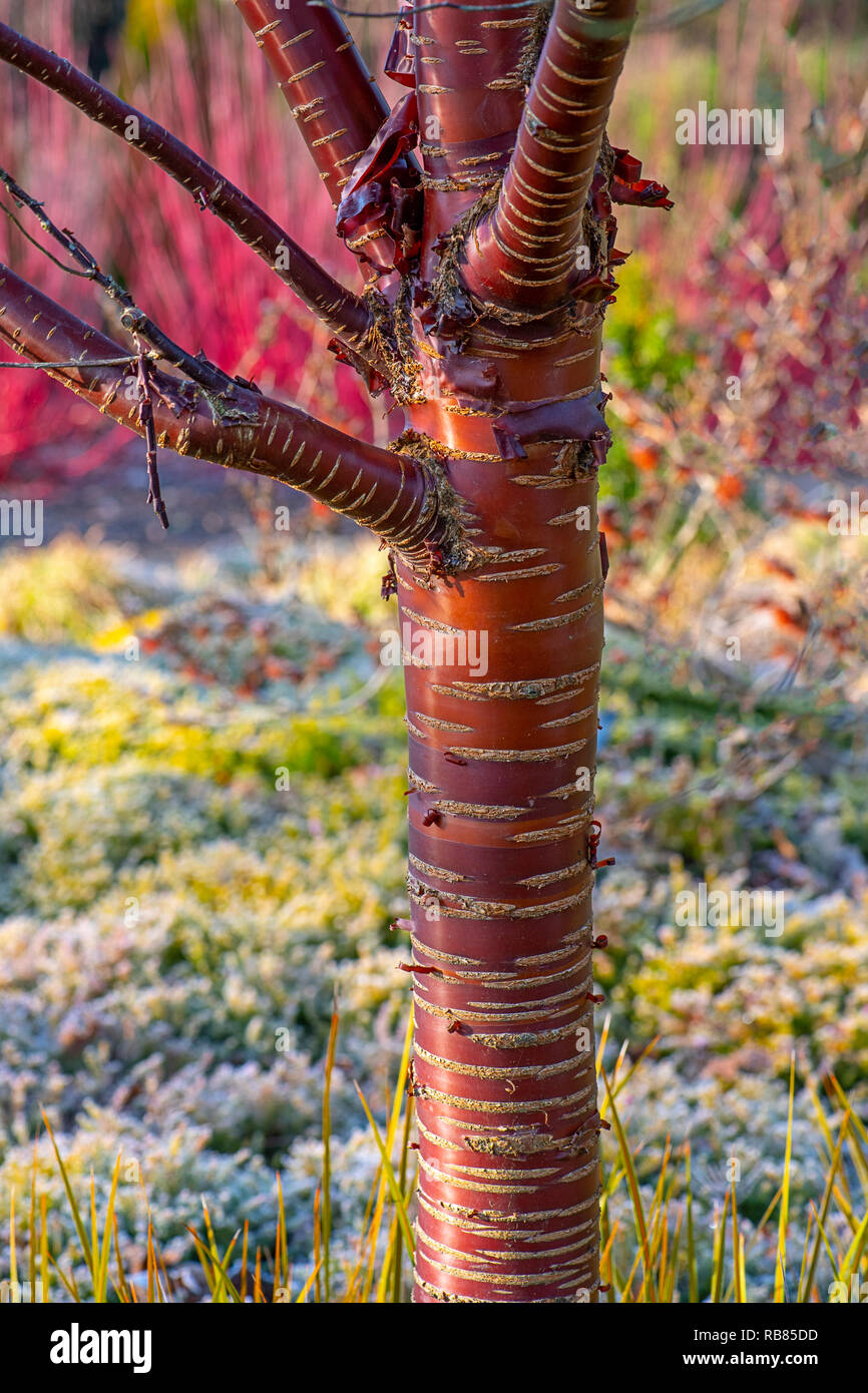 Close-up image of Prunus serrula also called birch bark cherry