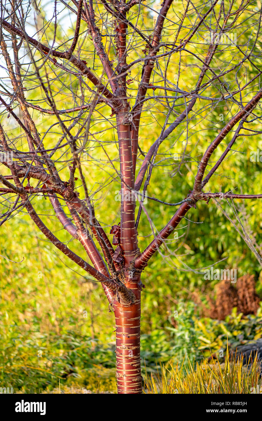 Close-up image of Prunus serrula also called birch bark cherry ...