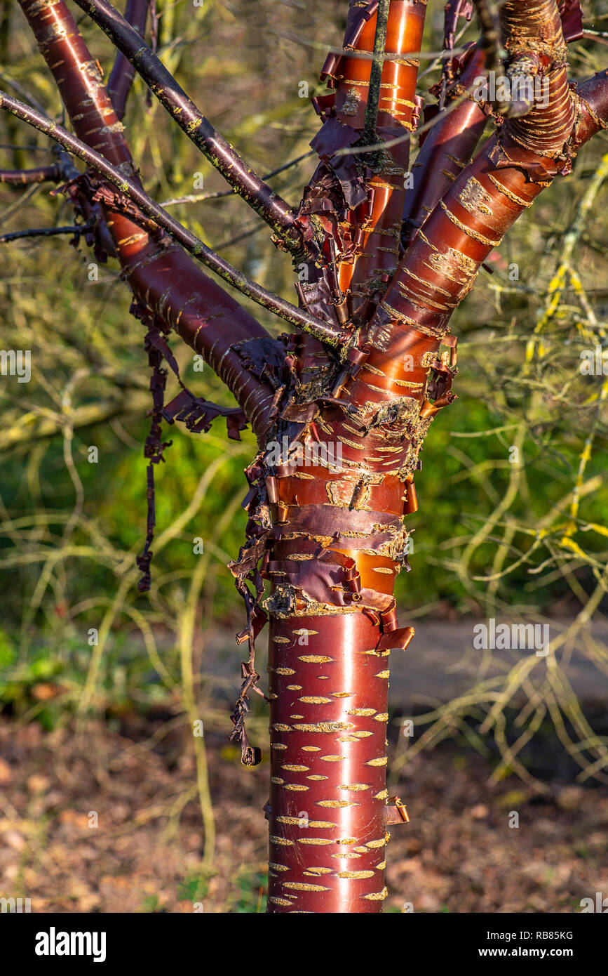 Close-up image of Prunus serrula also called birch bark cherry, birchbark cherry, paperbark cherry, or Tibetan cherry tree Stock Photo