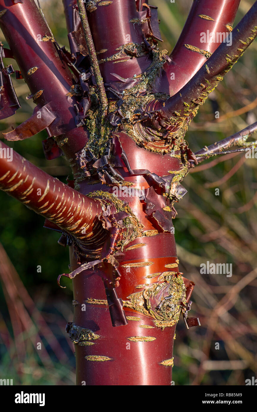 Close-up image of Prunus serrula also called birch bark cherry, birchbark cherry, paperbark cherry, or Tibetan cherry tree Stock Photo