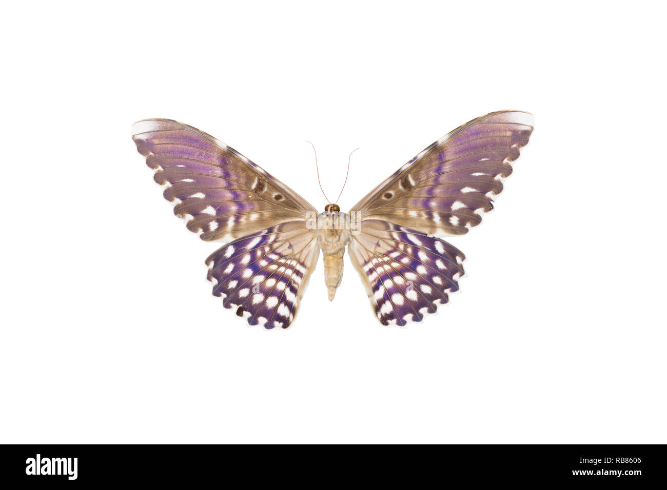 A beautiful photo of ventral view of the biggest moth in the world - The white witch aka birdwing moth (Thysania agrippina). Stock Photo