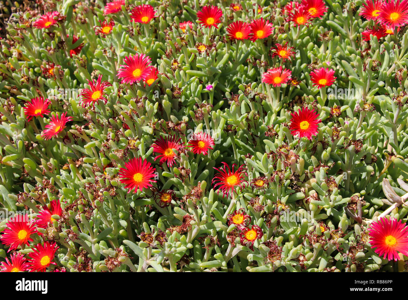 Delosperma flowers. Red-flowered succulent called Delosperma 'Jewel of the Desert Garnet' Stock Photo