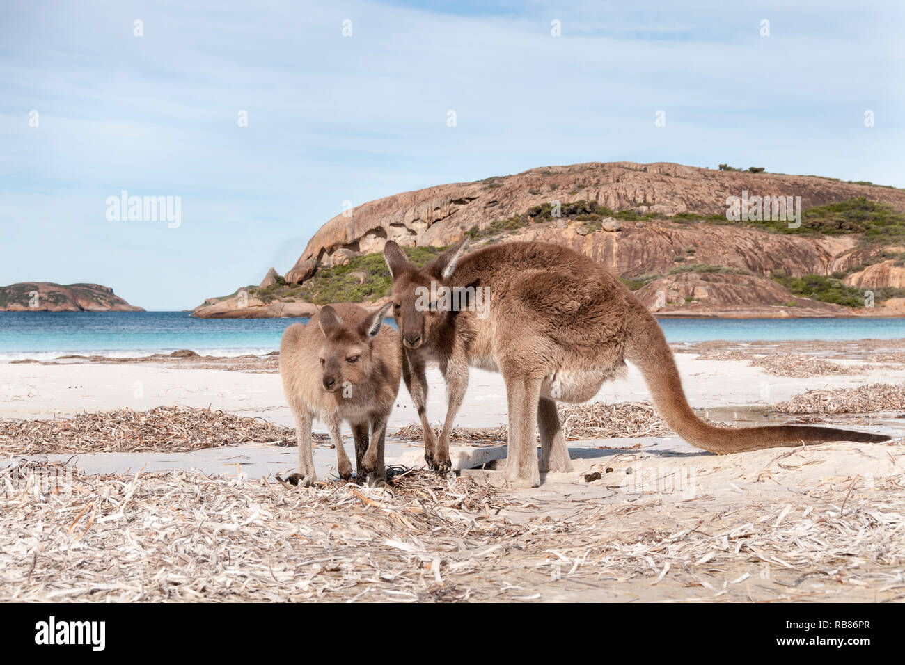 Wild kangaroo on the beach in Australia Stock Photo
