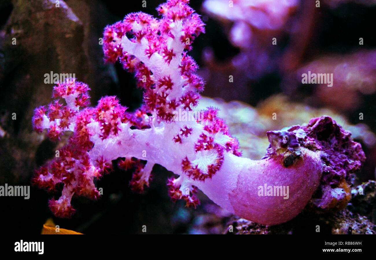 Carnation Tree Coral (Dendronephthya sp.) Stock Photo