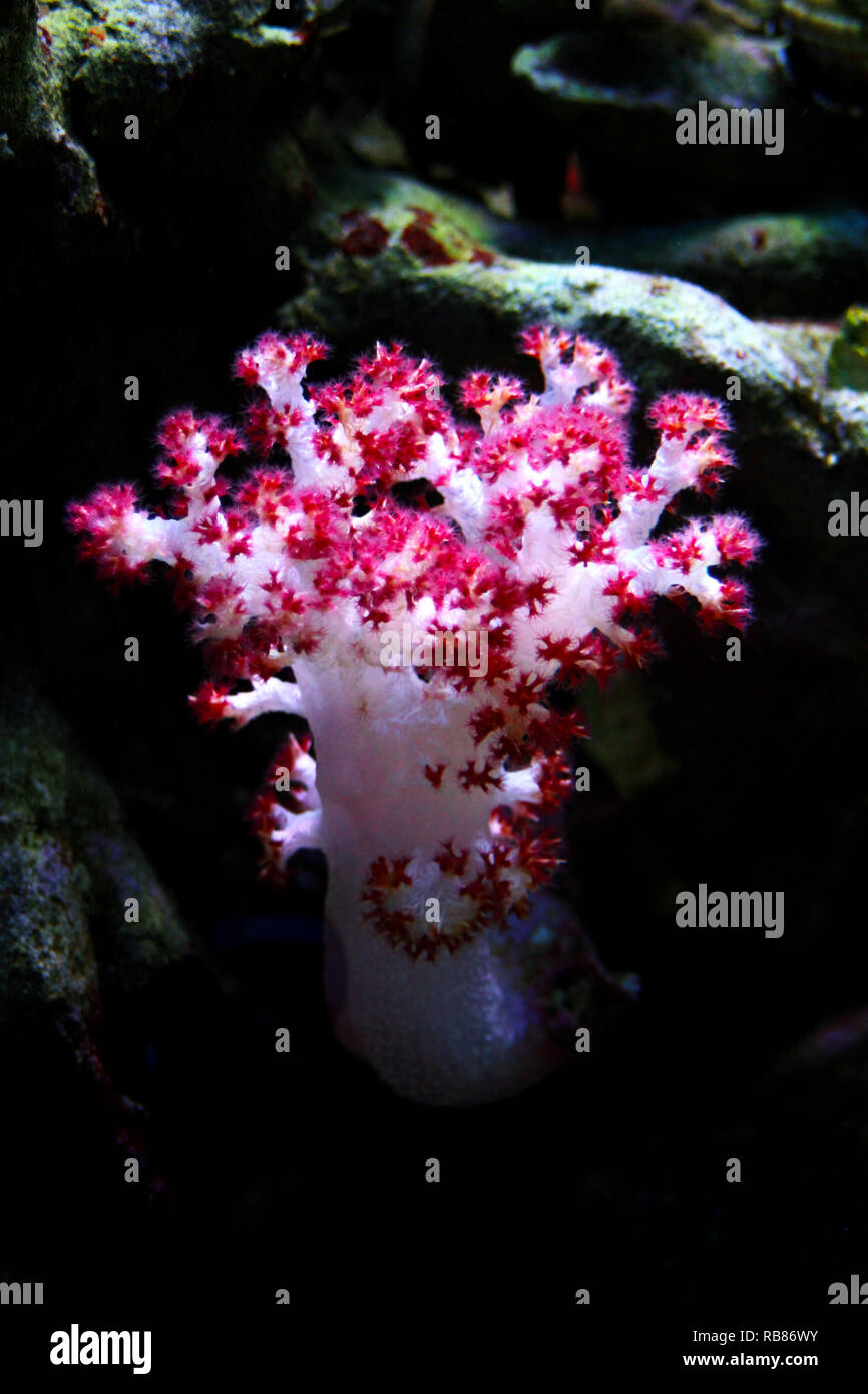 Carnation Tree Coral (Dendronephthya sp Stock Photo - Alamy