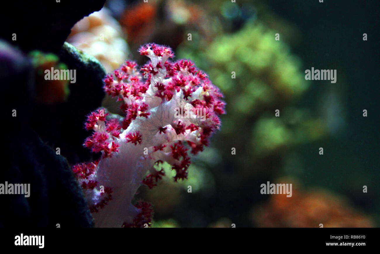 Carnation Tree Coral (Dendronephthya sp Stock Photo - Alamy
