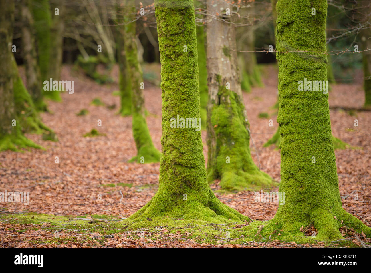 beech wood forest in autumn Stock Photo