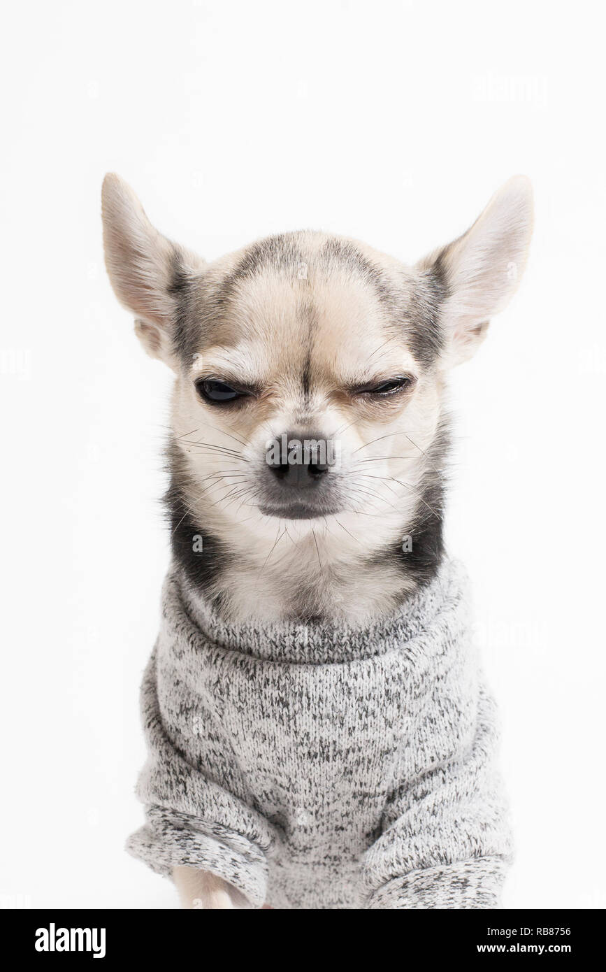 A Winking Chihuahua Stock Photo