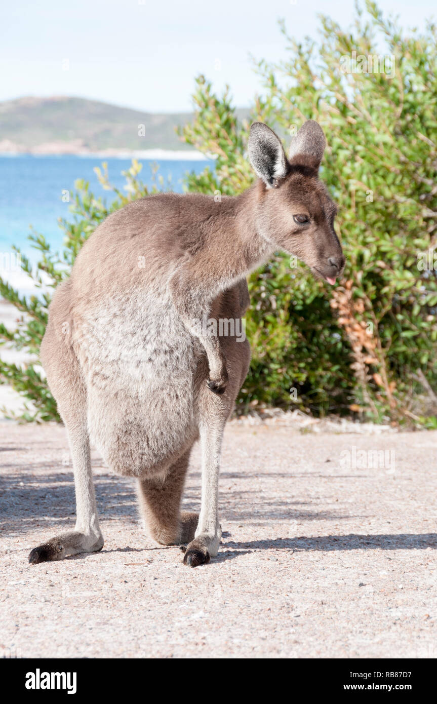 Wild kangaroo on the beach in Australia Stock Photo Alamy