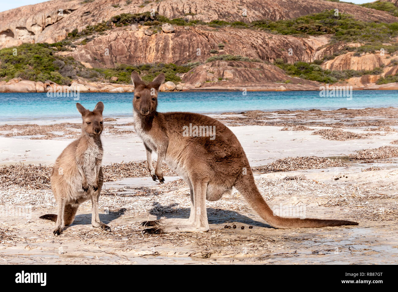 Wild kangaroo on the beach in Australia Stock Photo