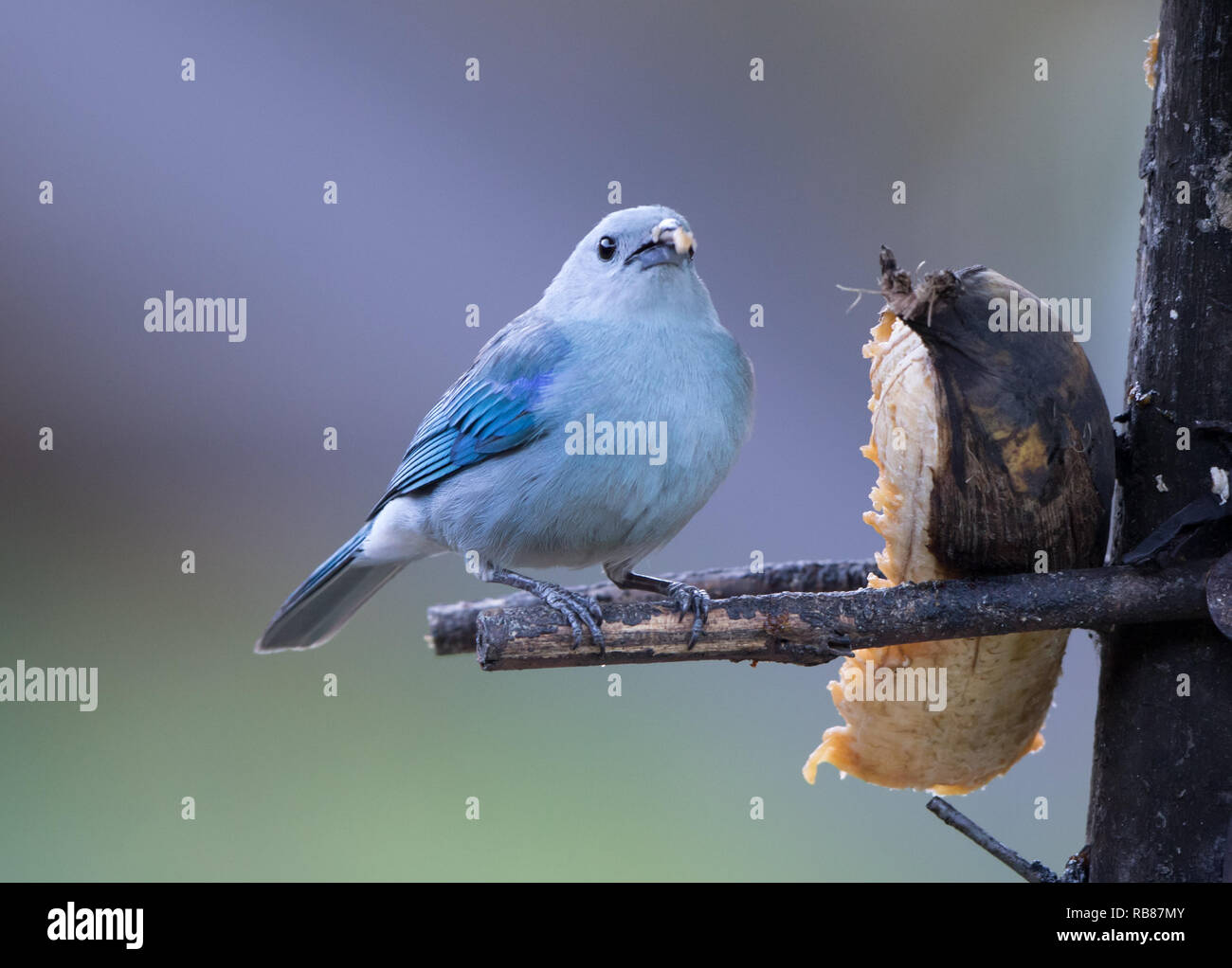 Blue-gray Tanager (Thraupis episcopus) Stock Photo