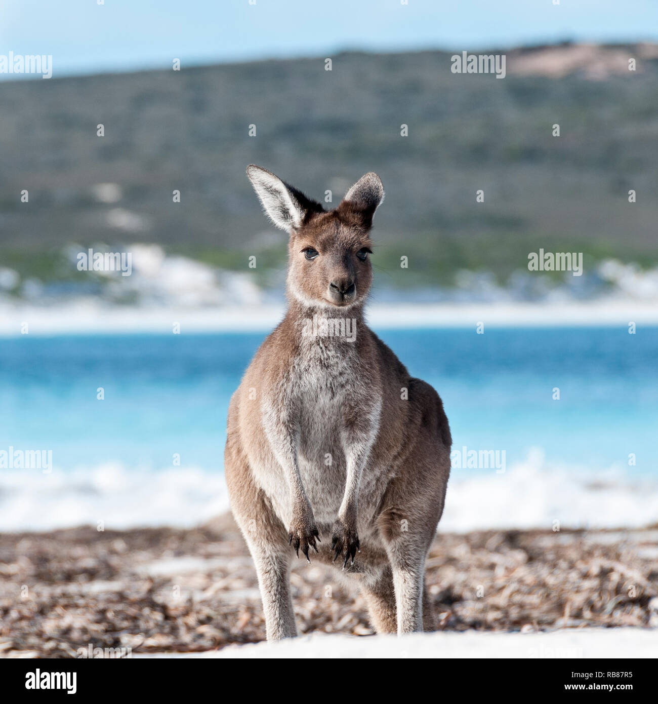 Wild kangaroo on the beach in Australia Stock Photo