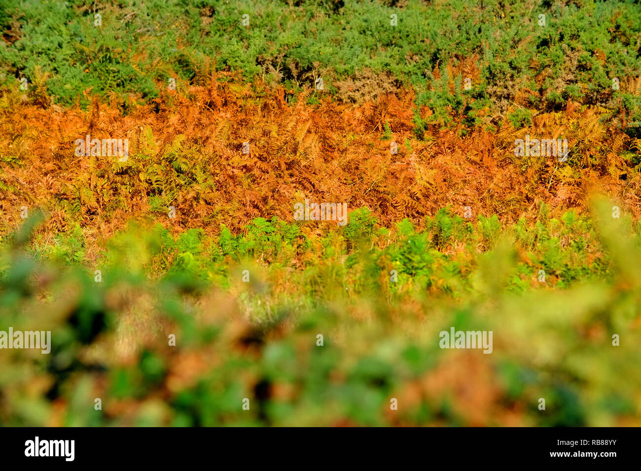 Autumn colours in Chailey Common Nature Reserve, East Sussex, UK Stock Photo