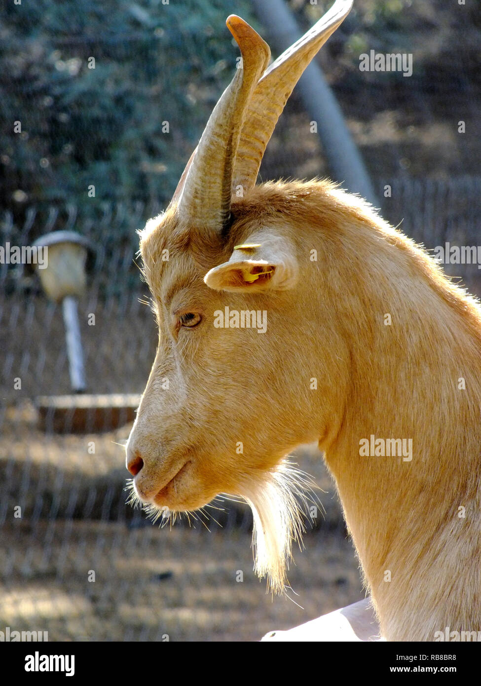 Domestic goat hi-res stock photography and images - Alamy