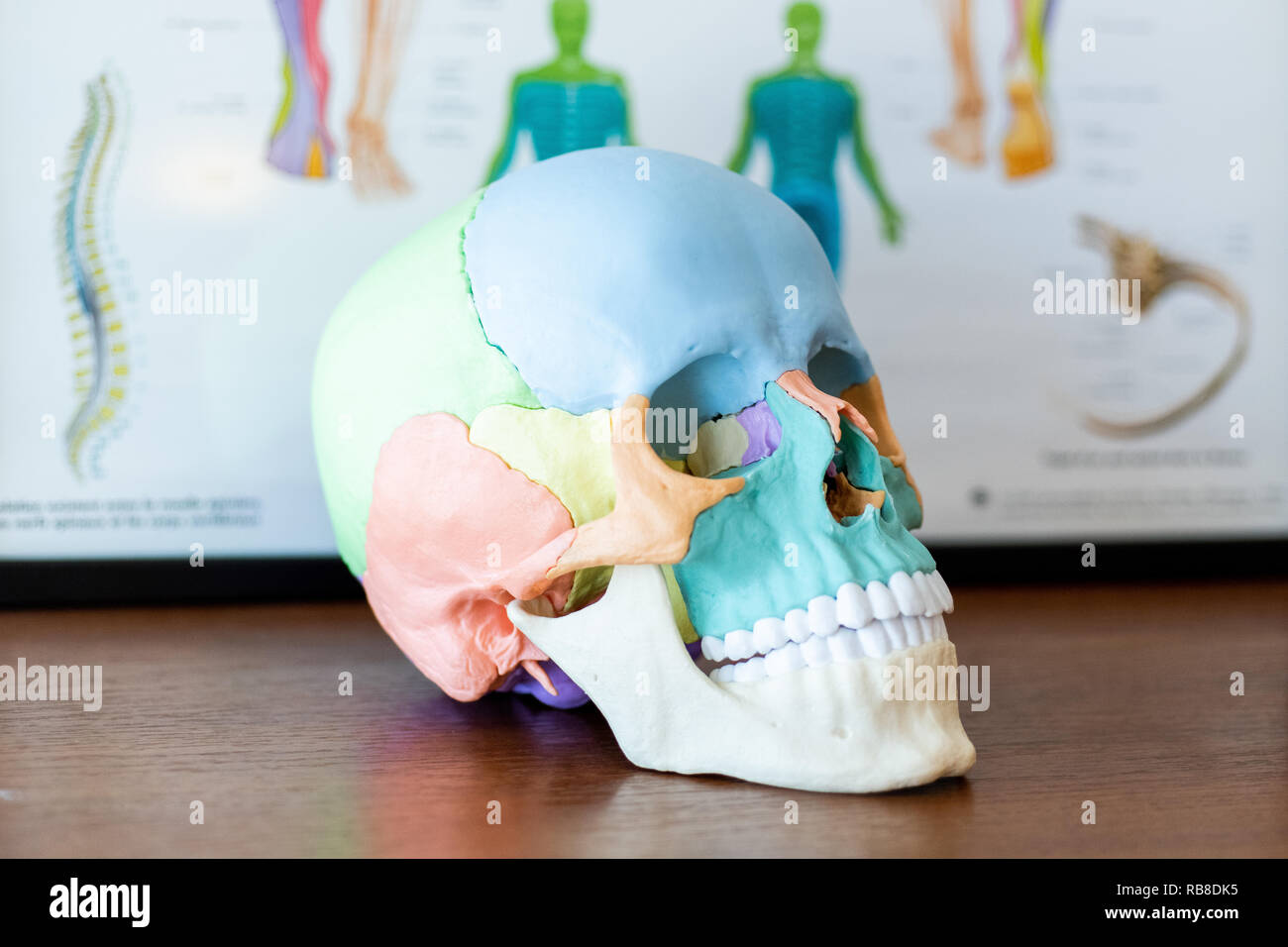 Osteopath Stock Photo