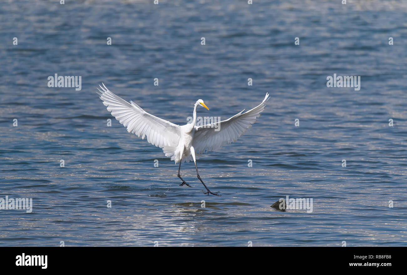 Great egret waiting fish hi res stock photography and images Alamy