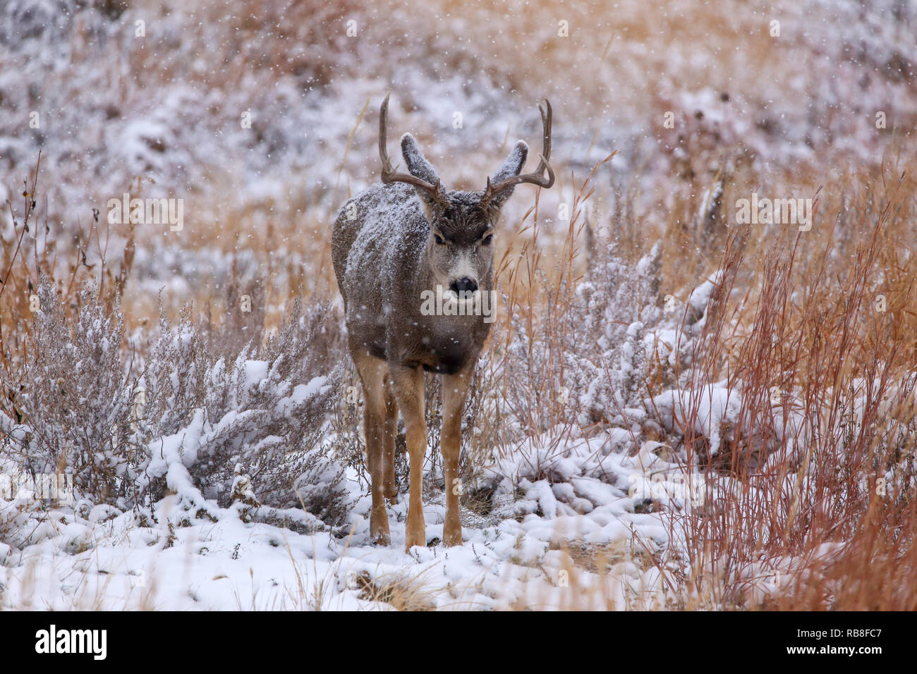 Mule Deer buck Odocoileus hemionus in winter snow field with antlers Stock Photo