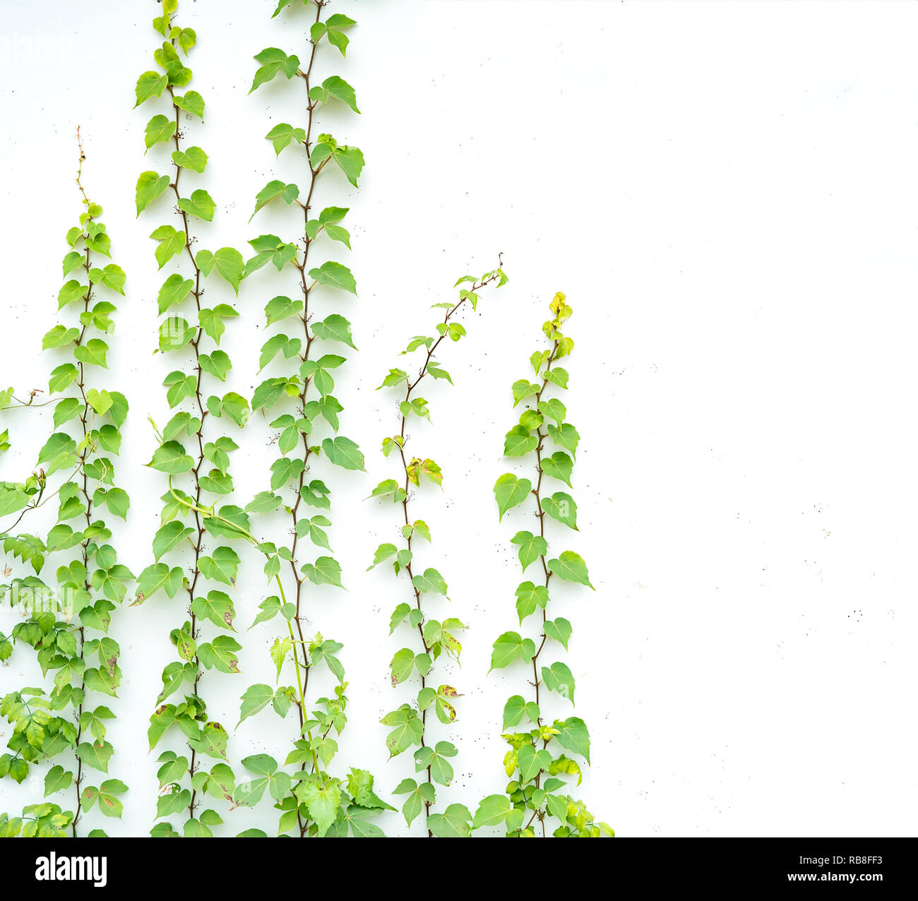 ivy leaves isolated on a white background Stock Photo - Alamy