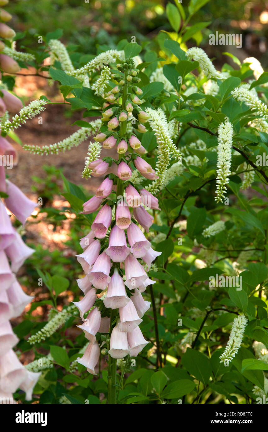 Floxglove, digitalis grandiflora, with Clethra 'Little Henry' in background Stock Photo
