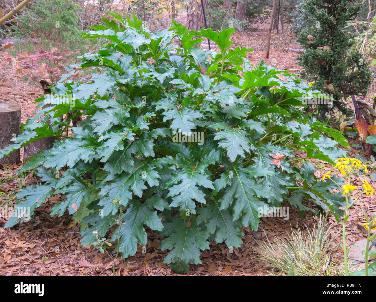 Acanthus 'Summer Beauty Stock Photo - Alamy