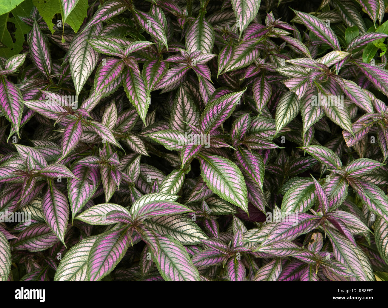 Strobilanthes dyerianus ,PERSIAN SHIELD  Stock Photo
