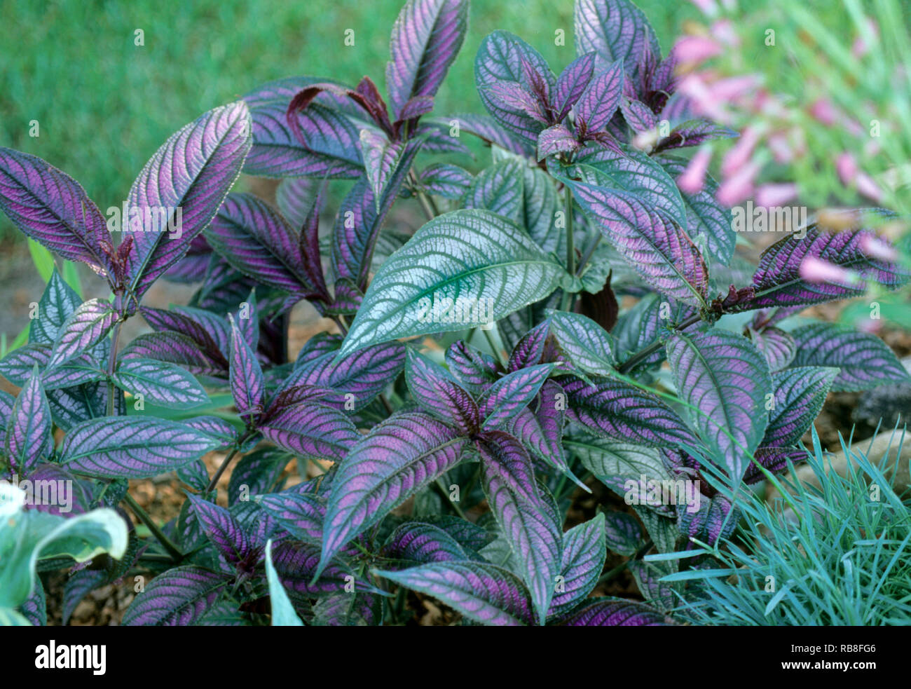 Strobilanthes dyerianus ,PERSIAN SHIELD  Stock Photo