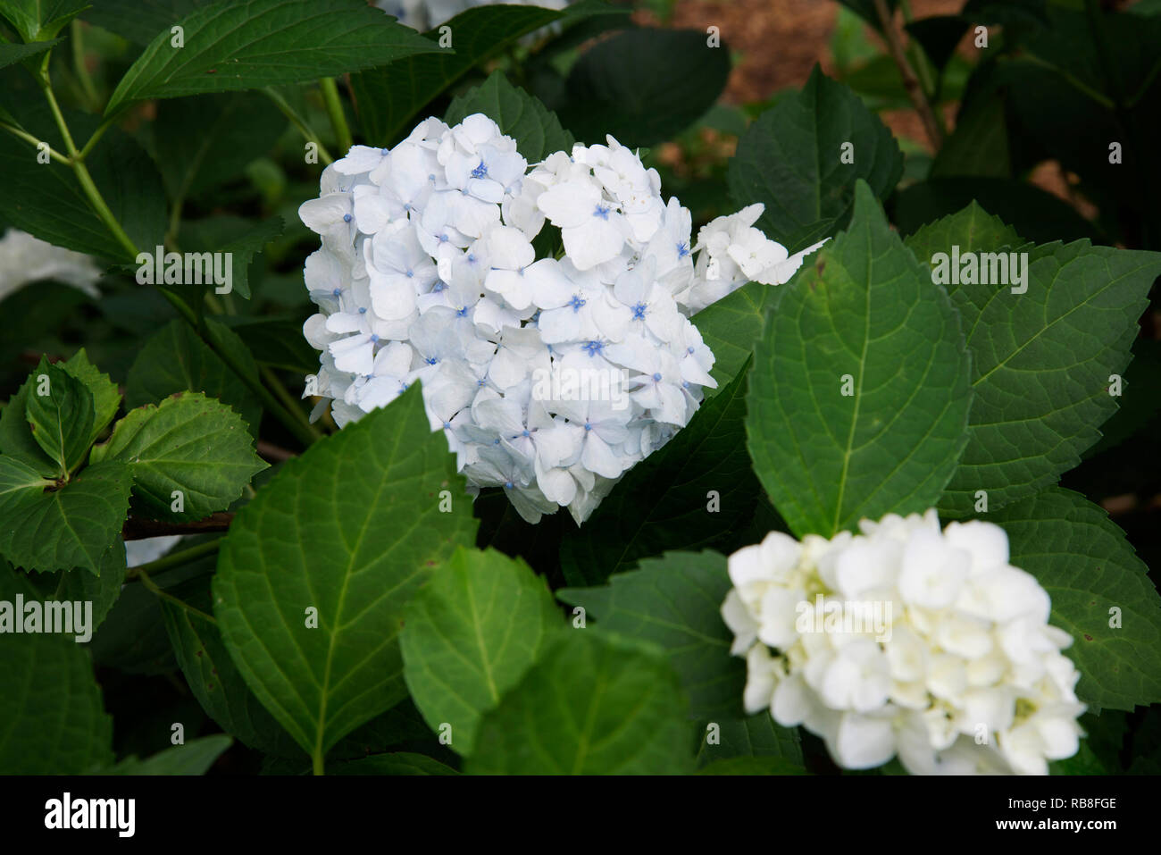 From The Garden Bench Hydrangea Heaven
