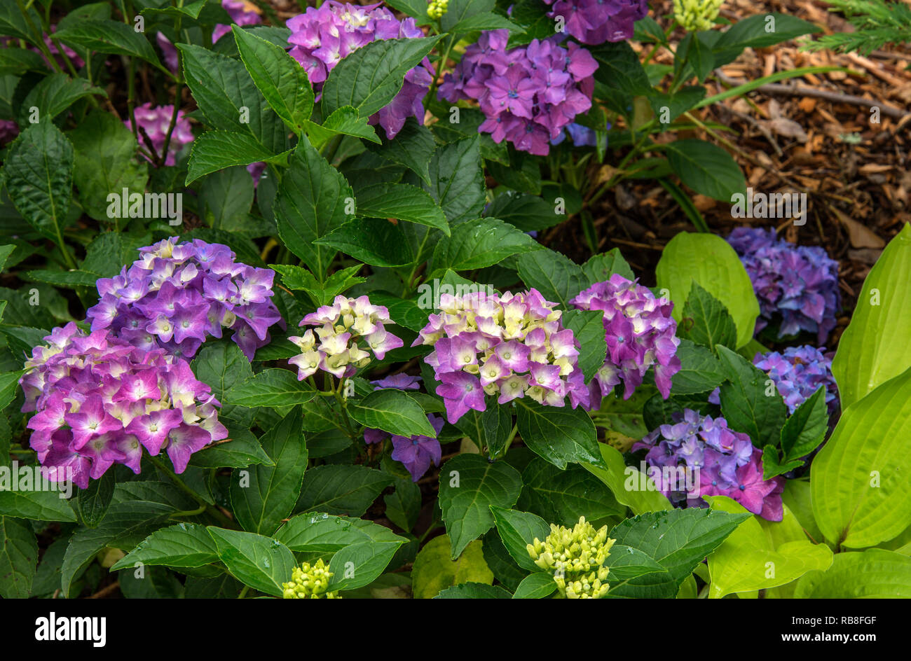 Hydrangea Glowing Embers Hydrangea Macrophylla At Park Seed