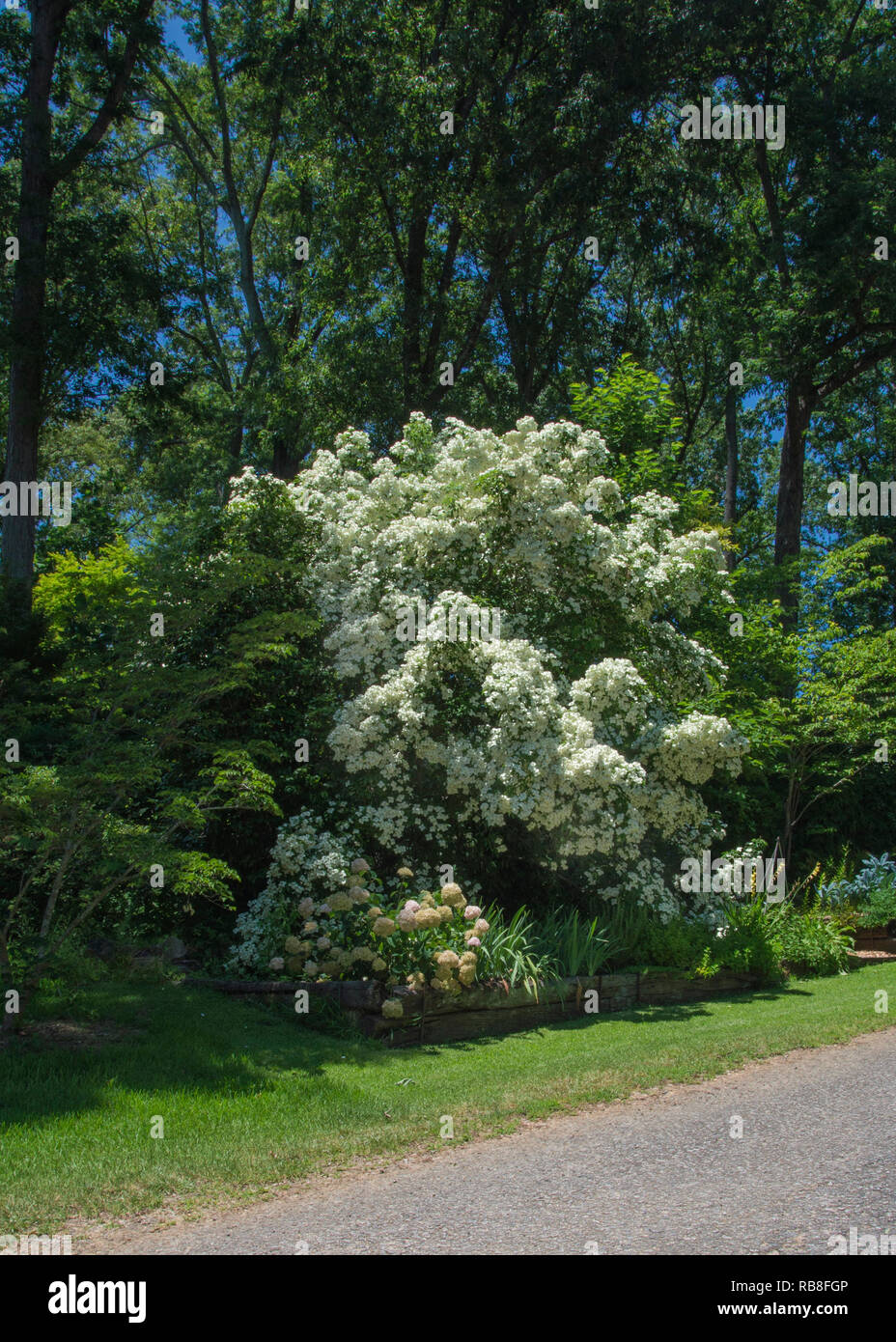 Cornus angustifolia, Empress of China Dogwood , Evergreen Stock Photo