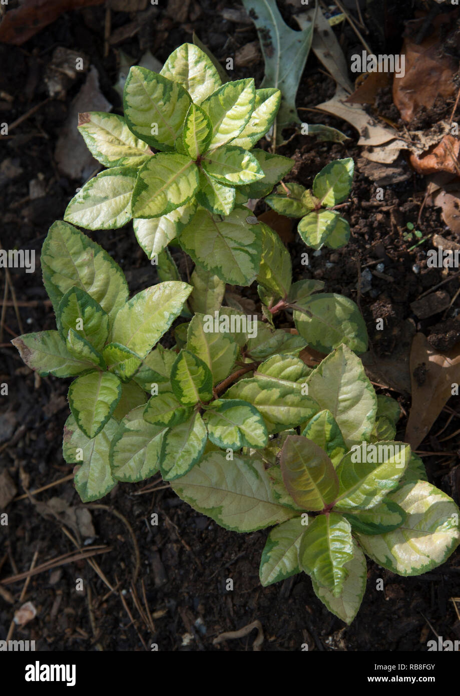 Shade garden combination of plants Brunnera and verbena Stock Photo