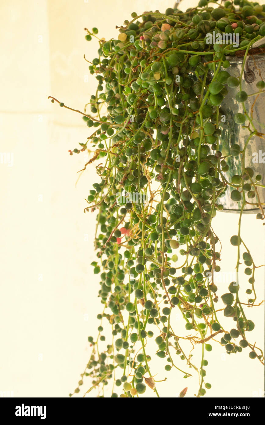 Senecio , String of Pearls Stock Photo