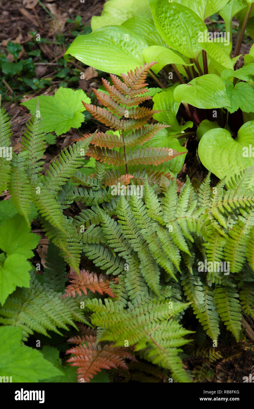 Dryopteris koidzumiana  Autumn Fern  , with Hosta 'Designer Genes' in background Stock Photo
