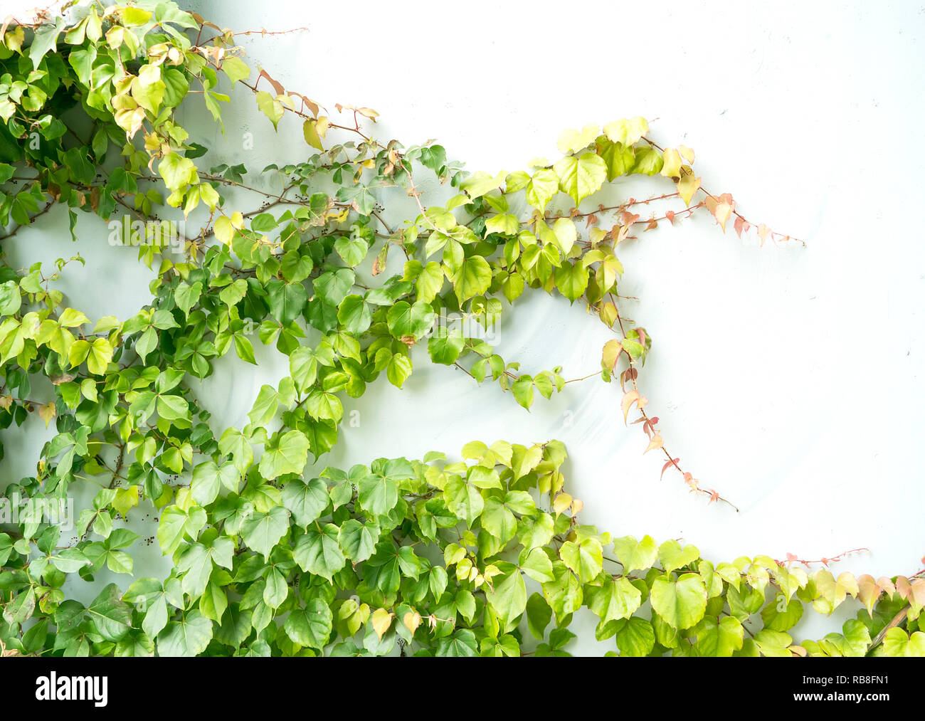 ivy leaves isolated on a white background Stock Photo - Alamy