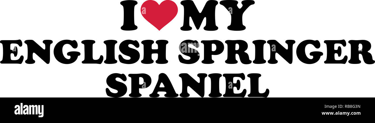 i love my springer spaniel