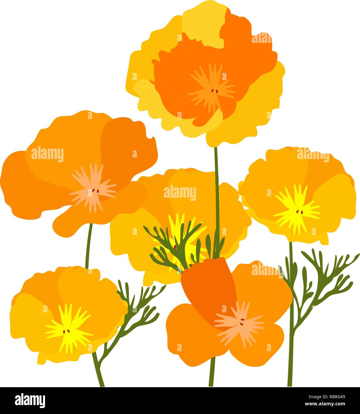 vector illustration of California state yellow and orange poppies. Stock Vector