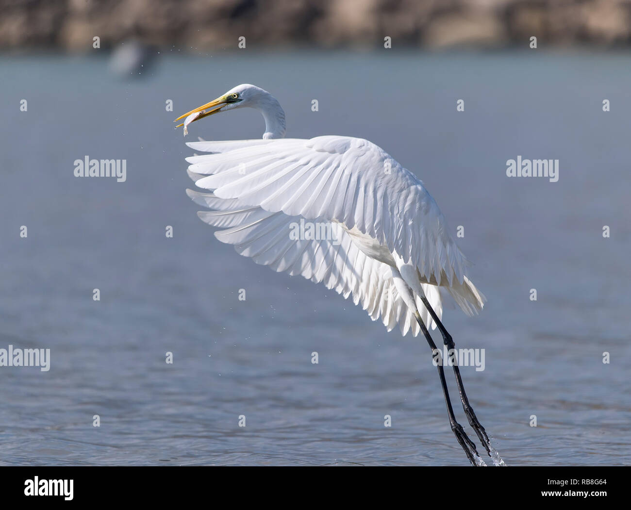 Great egret waiting fish hi res stock photography and images Alamy