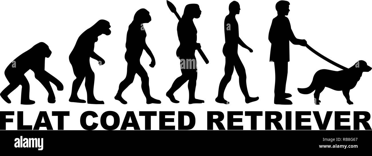Flat Coated Retriever evolution with word in black Stock Photo