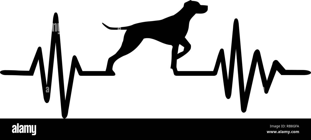 German Shorthaired Pointer Dog Black And White Stock Photos