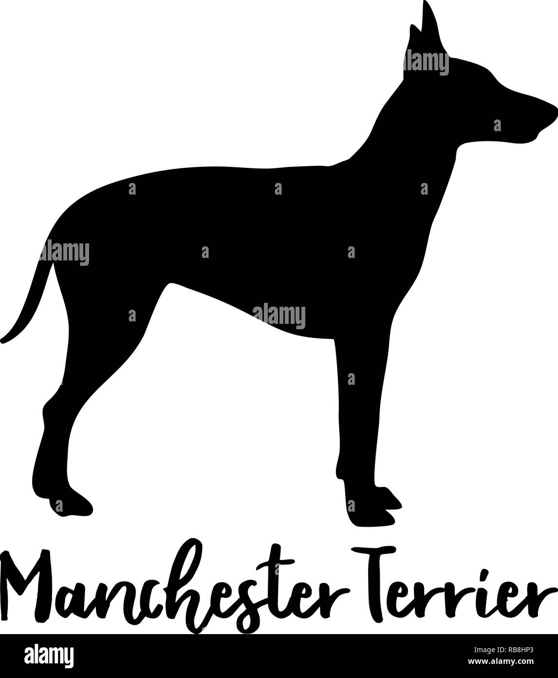 can manchester terrier be white