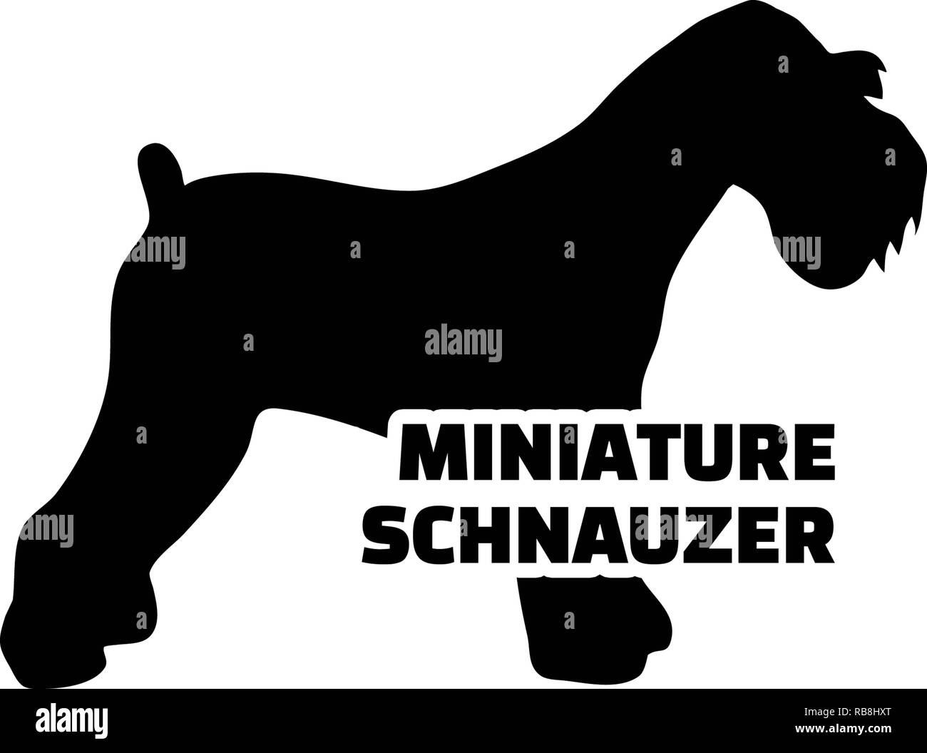 Miniature Schnauzer silhouette real with word Stock Photo