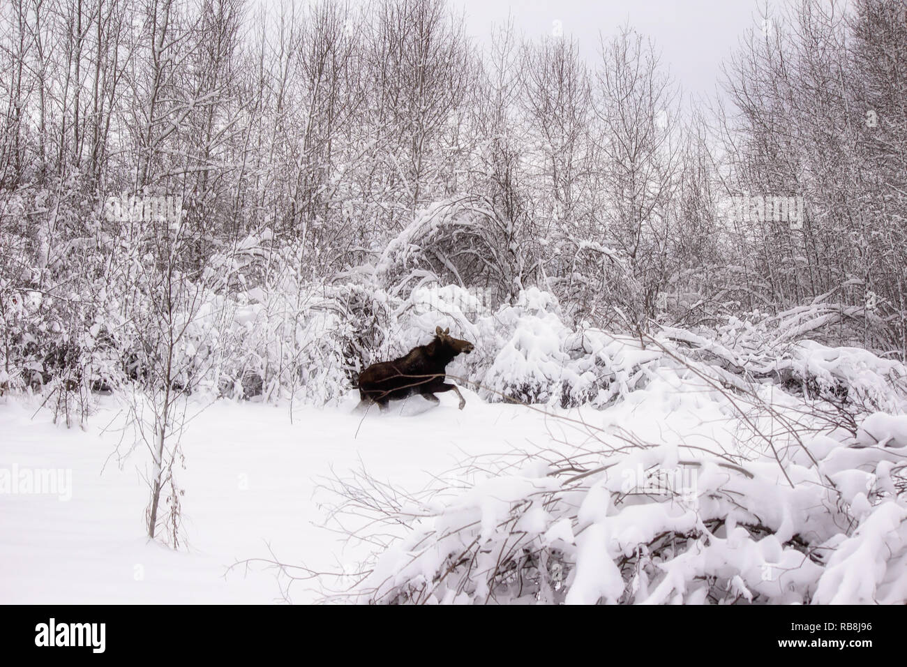 A large brown cow moose running through a snow covered forest in a  afternoon landscape Stock Photo - Alamy