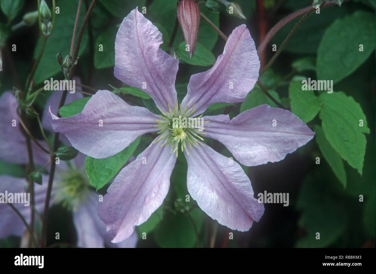 CLEMATIS 'PRINCE CHARLES' Stock Photo