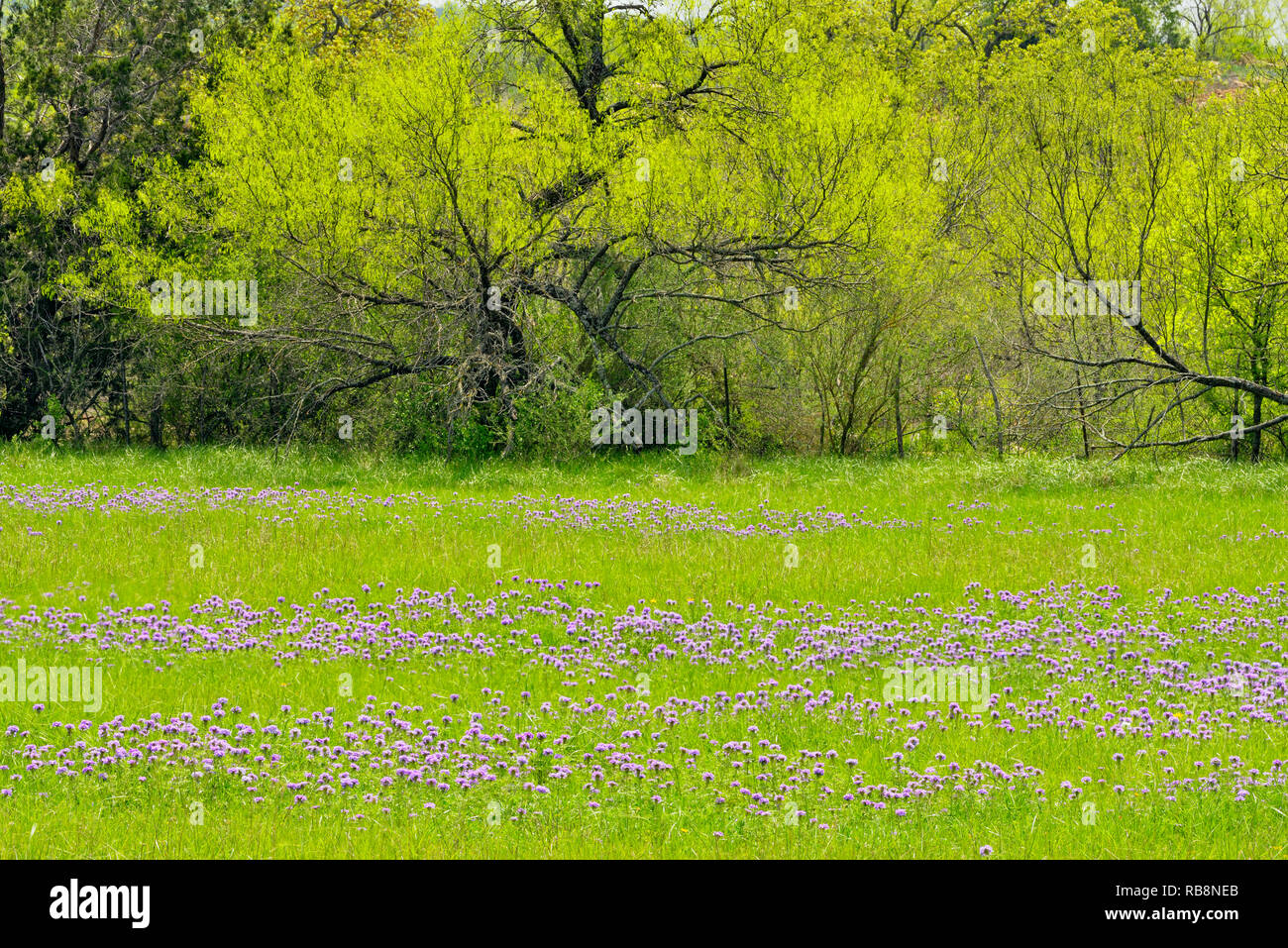 Prairie verbena and spring trees, Marble Falls, Texas, USA Stock Photo
