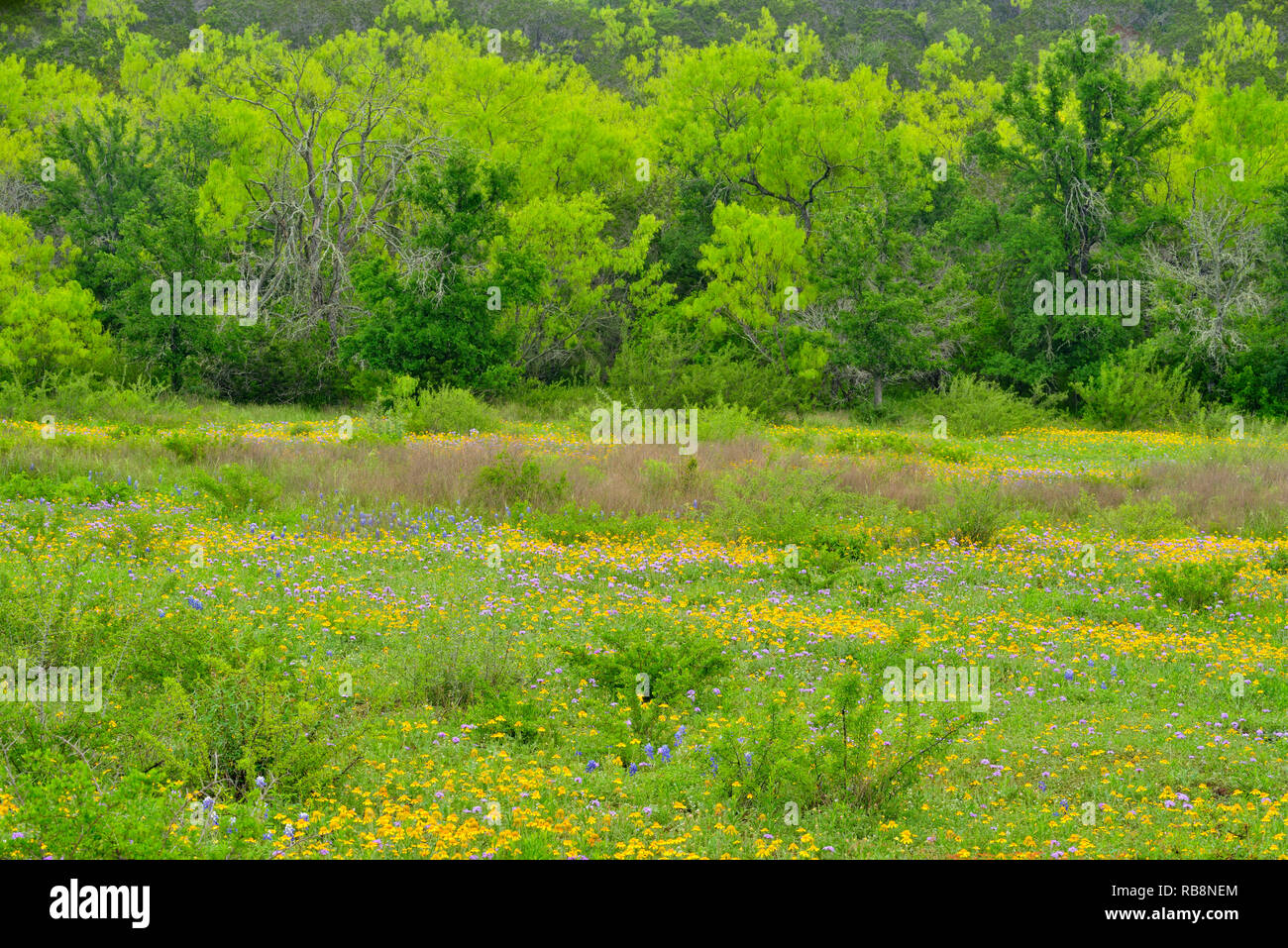 Mixed spring wildflowers hi-res stock photography and images - Alamy
