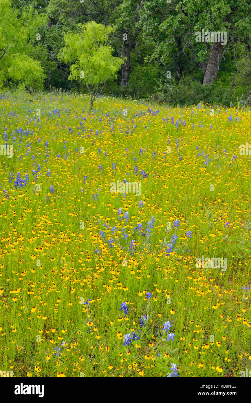 Flowering brown bitter weed, bluebonnets and pasture trees, Willow City, Texas, USA Stock Photo