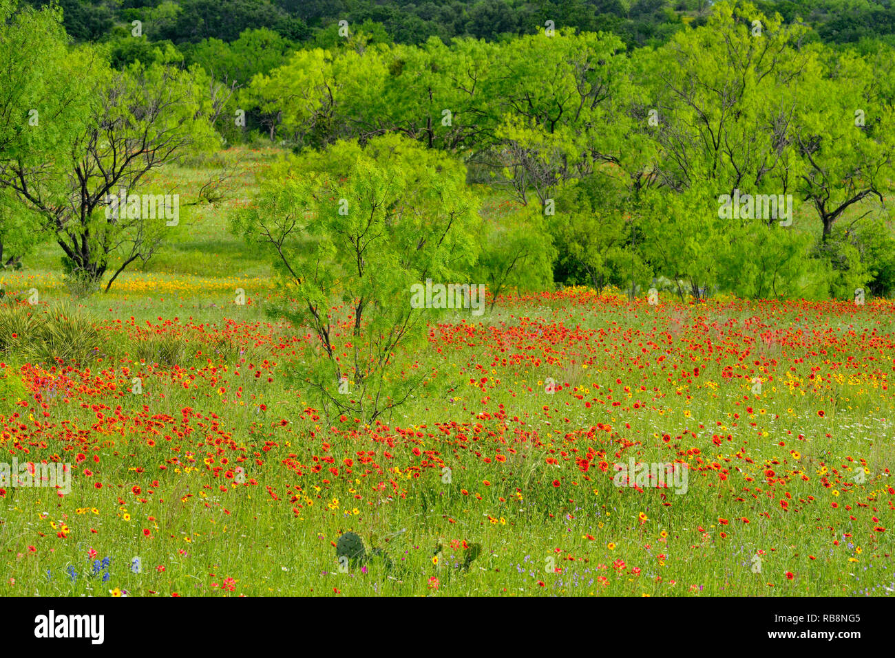 Roadside wildflowers along ranch road 152 featuring firewheel and mesquite trees, Llano County, Texas, USA Stock Photo