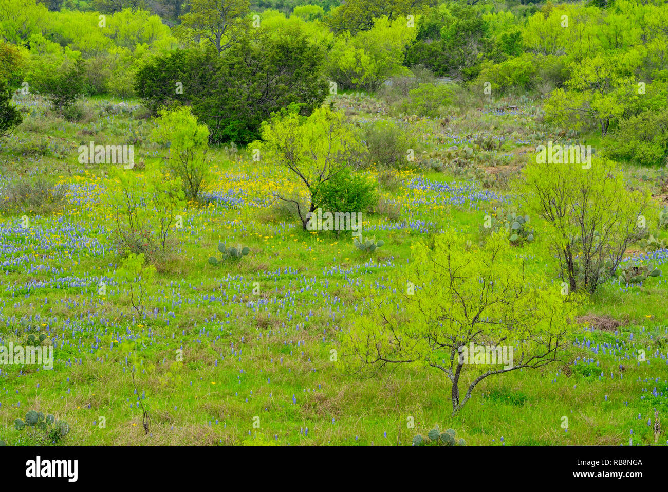 Spring foliage on mesquite trees with flowering bluebonnets, Llano County, Texas, USA Stock Photo