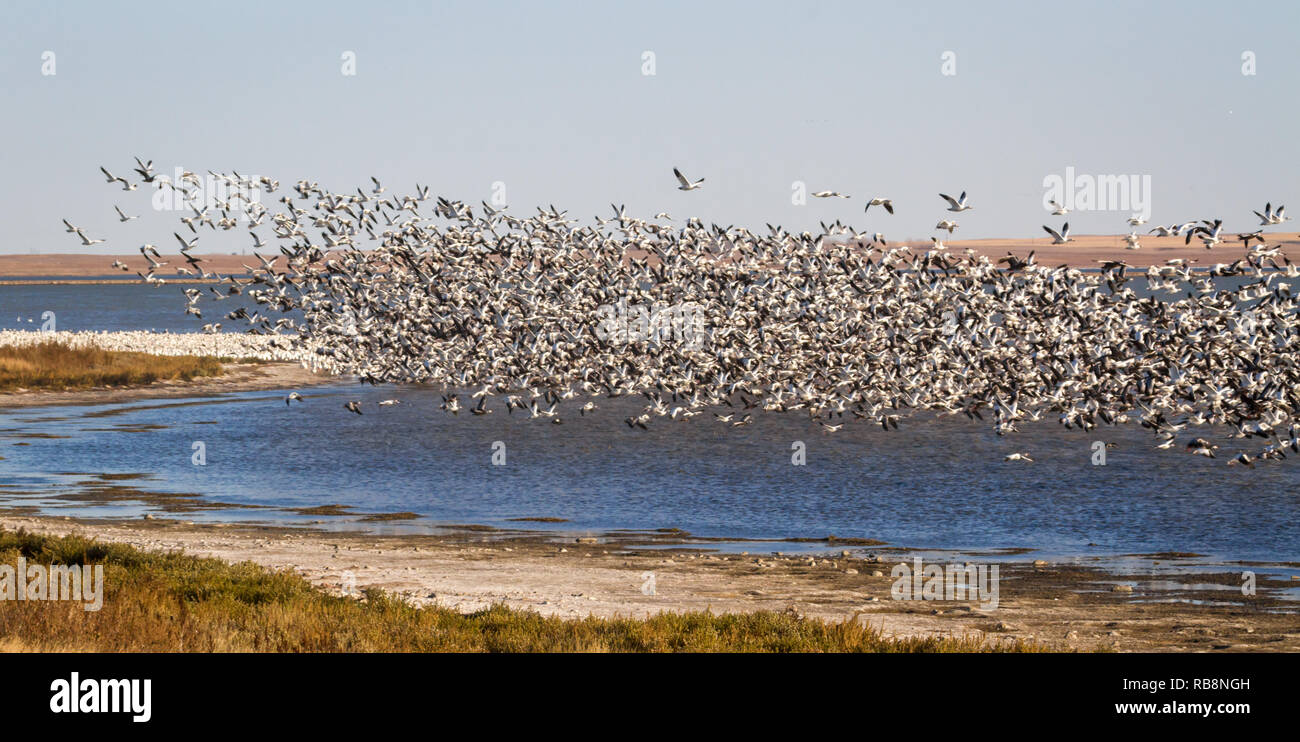 Snow geese take flight on Reed Lake (right beside TransCanada Highway) near Morse in southern Saskatchewan, Canada. Stock Photo