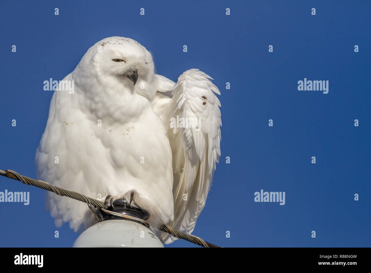 Snow white snowy owl with wing out, talons visible, frontal view, against blue sky on sunny day in rural Alberta, Canada. Room for text. Stock Photo